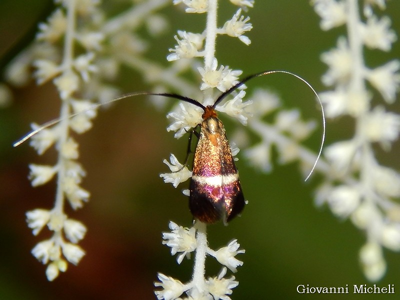 Adelidae da ID